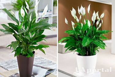 Чем полить спатифиллум, чтобы зацвел: советы от опытных садоводов