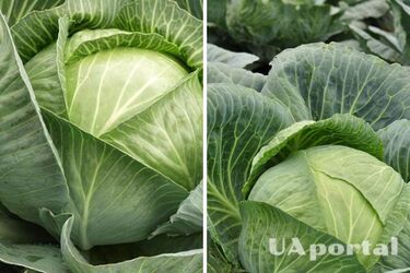 Не зав‘язуються качани капусти: в чому причина та як збільшити врожайність