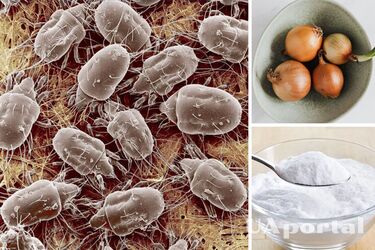 How to get rid of dust mites at home - where dust mites come from - how dust mites bite