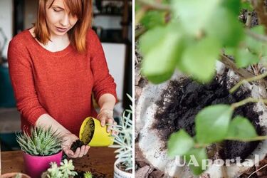 Home life hacks for plant care - how to feed plants at home