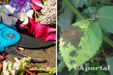 Gardeners explained how to deal with dark spots on plants