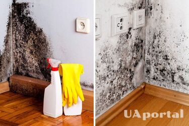 Лучшие экономичные средства для удаления плесени на стенах