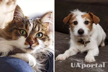 Як легко збирати вовну та волосся з меблів та одягу