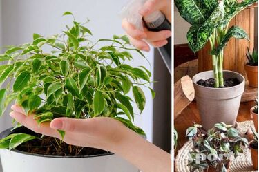 How to water indoor plants