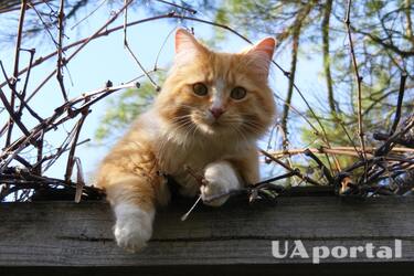 Какой запах отпугивает кота и как отвадить кошек от двора – лайфхак