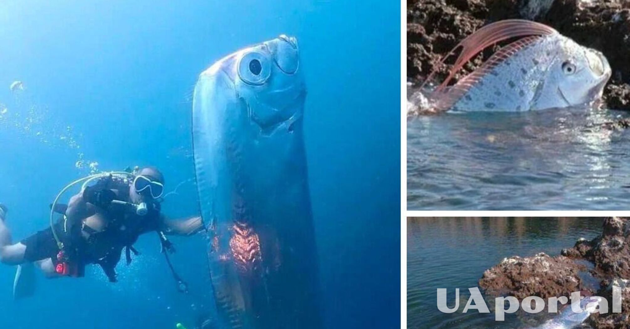 У Тайвані помітили гігантську рибу 'судного дня': що це значить (фото та відео)