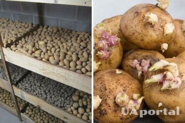 Как правильно хранить картошку