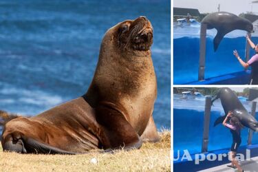 300-кілограмовий морський лев під час втечі мало не вбив працівницю акваріума (відео)