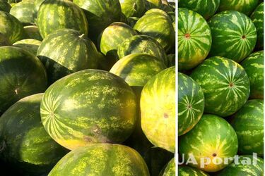 Как выбрать вкусный арбуз в июле