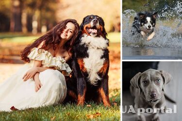 Какая порода собак подходит вам по знаку зодиака: астрологи раскрыли секрет