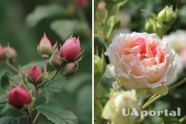 Що робити, щоб троянди зацвіли