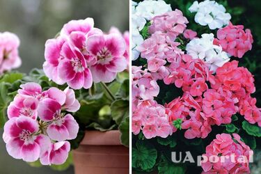 Какие приметы и предрассудки связаны с геранями