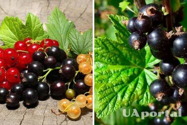How to save the currant crop if the berries fall off: tips for gardeners