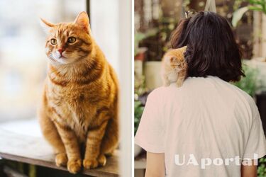 Как кошка показывает свою любовь – как понять, что кот вас любит