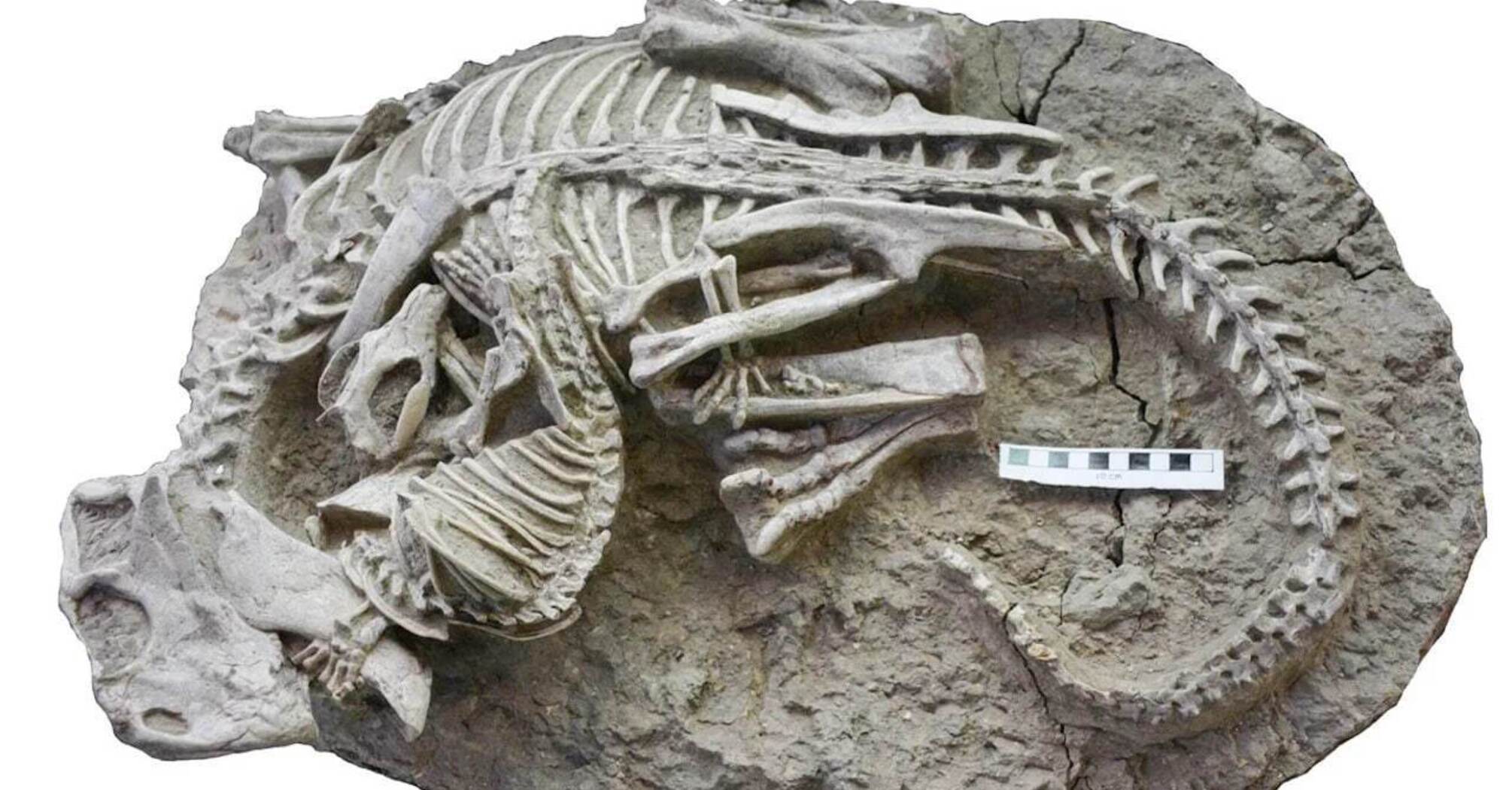 Вчені знайшли рештки динозавра, якого вполював ранній ссавець, втричі менший за нього