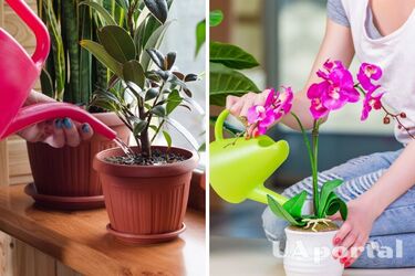 Как проверить, нужно ли поливать комнатные растения