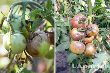 How to fertilize tomatoes in July from late blight