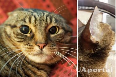 Почему коты двигают ушами в сторону