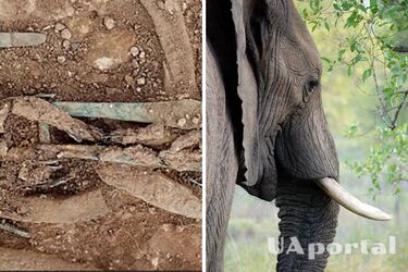 Кольца в англосаксонских захоронениях сделаны из кости африканских слонов, – ученые