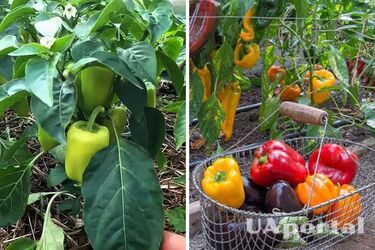 Чим підживлювати солодкий перець в кінці липня, щоб отримати багатий врожай