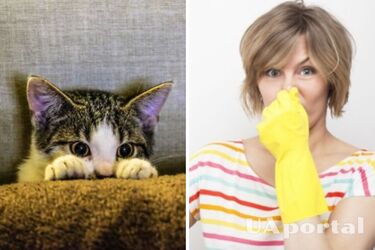 Как избавиться от запаха от кошачьей мочи в доме: действенные методы