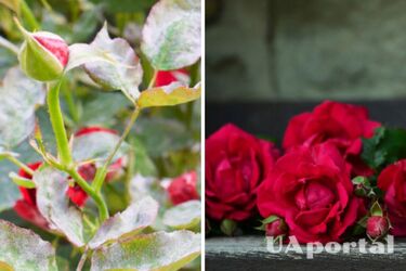 Why does a white coating appear on rose leaves and how to get rid of the disease