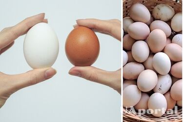 How to choose good chicken eggs
