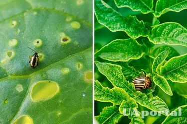 How to protect plants in the garden from beetles