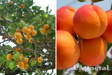 Чим обробити абрикос для великого врожаю: поради садівників