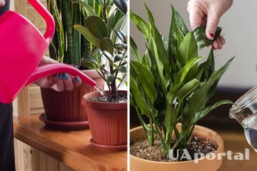 Как правильно поливать комнатные растения в жару: три основных правила