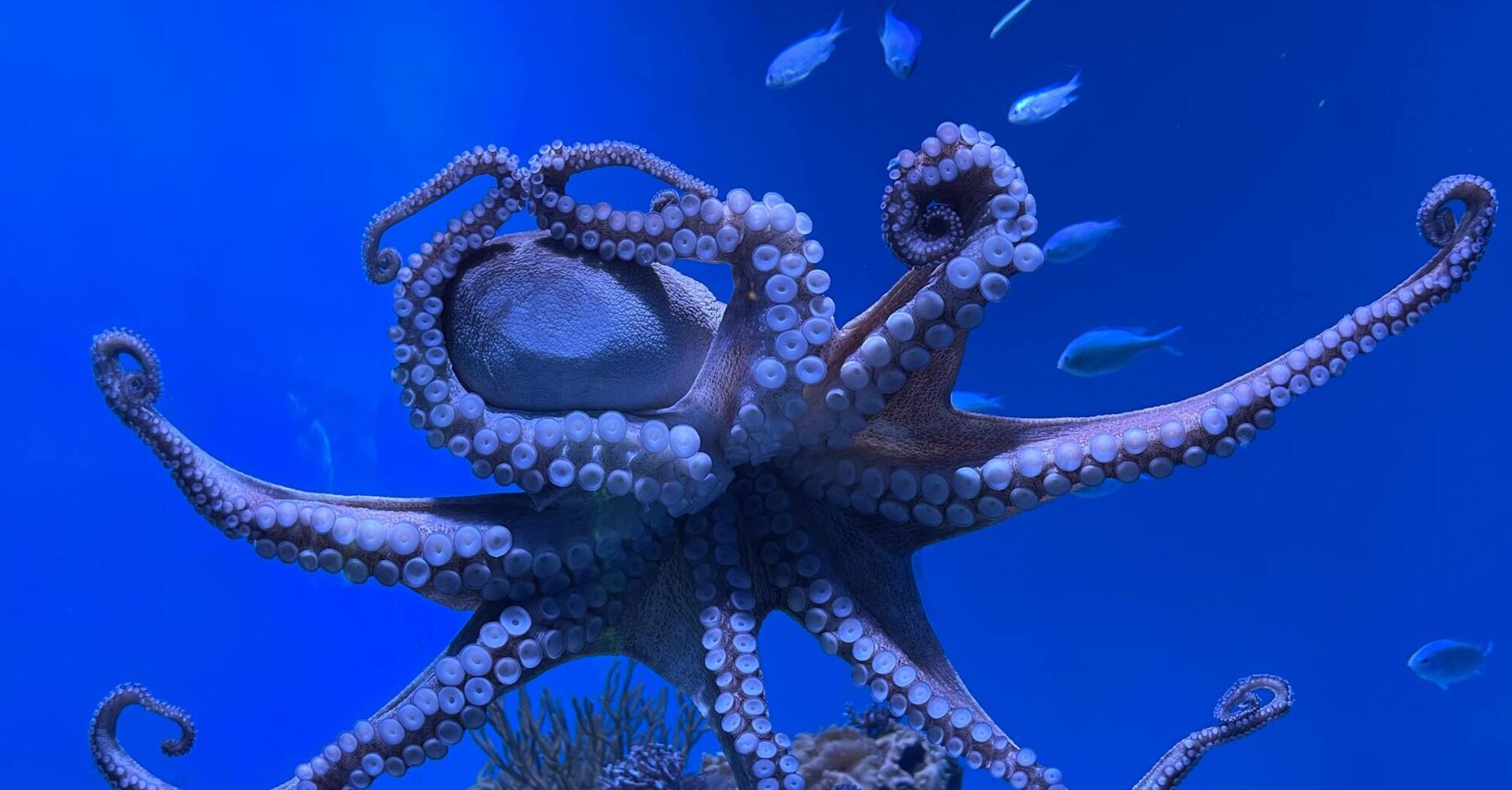 In France, an octopus stole a camera and started filming a diver (funny video)