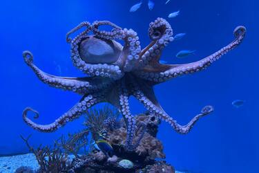 У Франції восьминіг вкрав фотоапарат та почав знімати водолаза (кумедне відео)