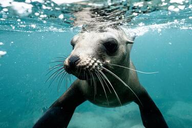Дитинча тюленя каталося на дошці разом із серферами (кумедне відео)