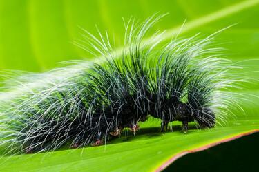 Похожие на парик гусеницы жереха произвели яд с помощью древних микробов (фото)