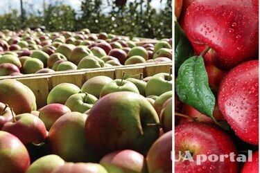 Скорее сгниют: где нельзя хранить яблоки