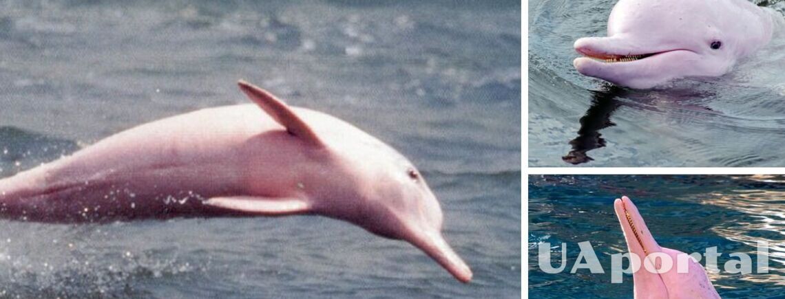 A rare dolphin with pink skin is spotted in the USA (video)