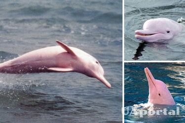 A rare dolphin with pink skin is spotted in the USA (video)