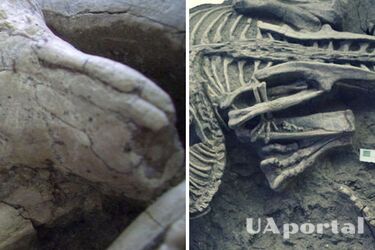 Ученые обнаружили окаменелость, являющуюся доказательством 'смертельной битвы', произошедшей 125 млн лет назад (фото)