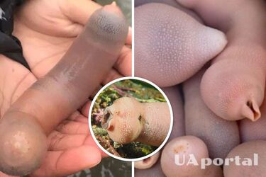 Пляж в Аргентині вкрило 'членами', які виявилися морськими червами (фото)