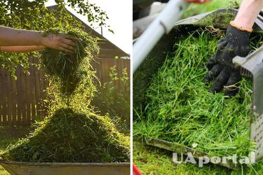 Як використовувати скошену траву на городі та в саду