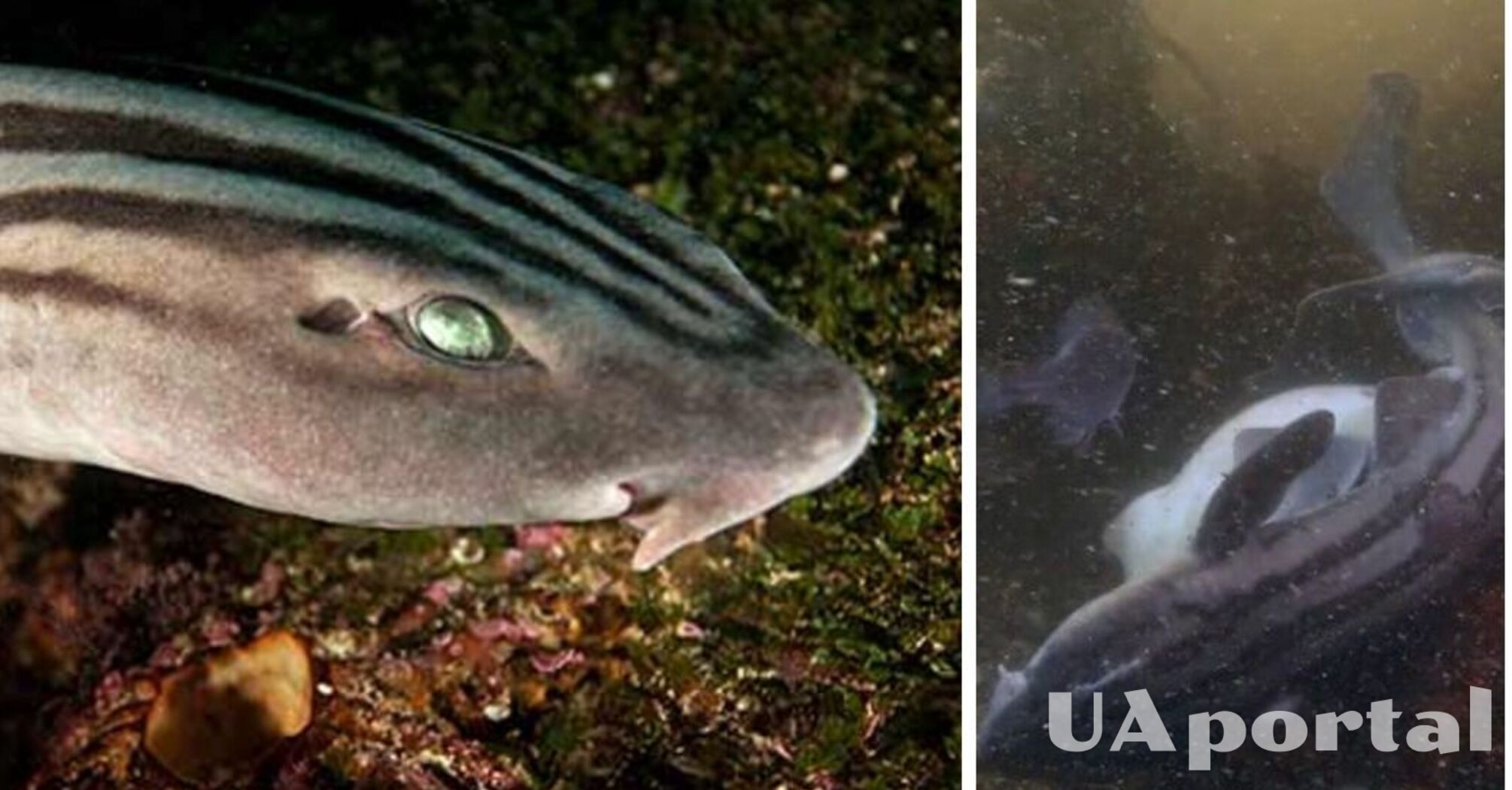 Biologist captures mating of pyjama sharks on video for the first time