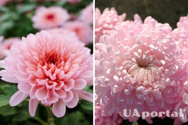 Что сделать летом, чтобы хризантемы пешком цвели: советы садоводов