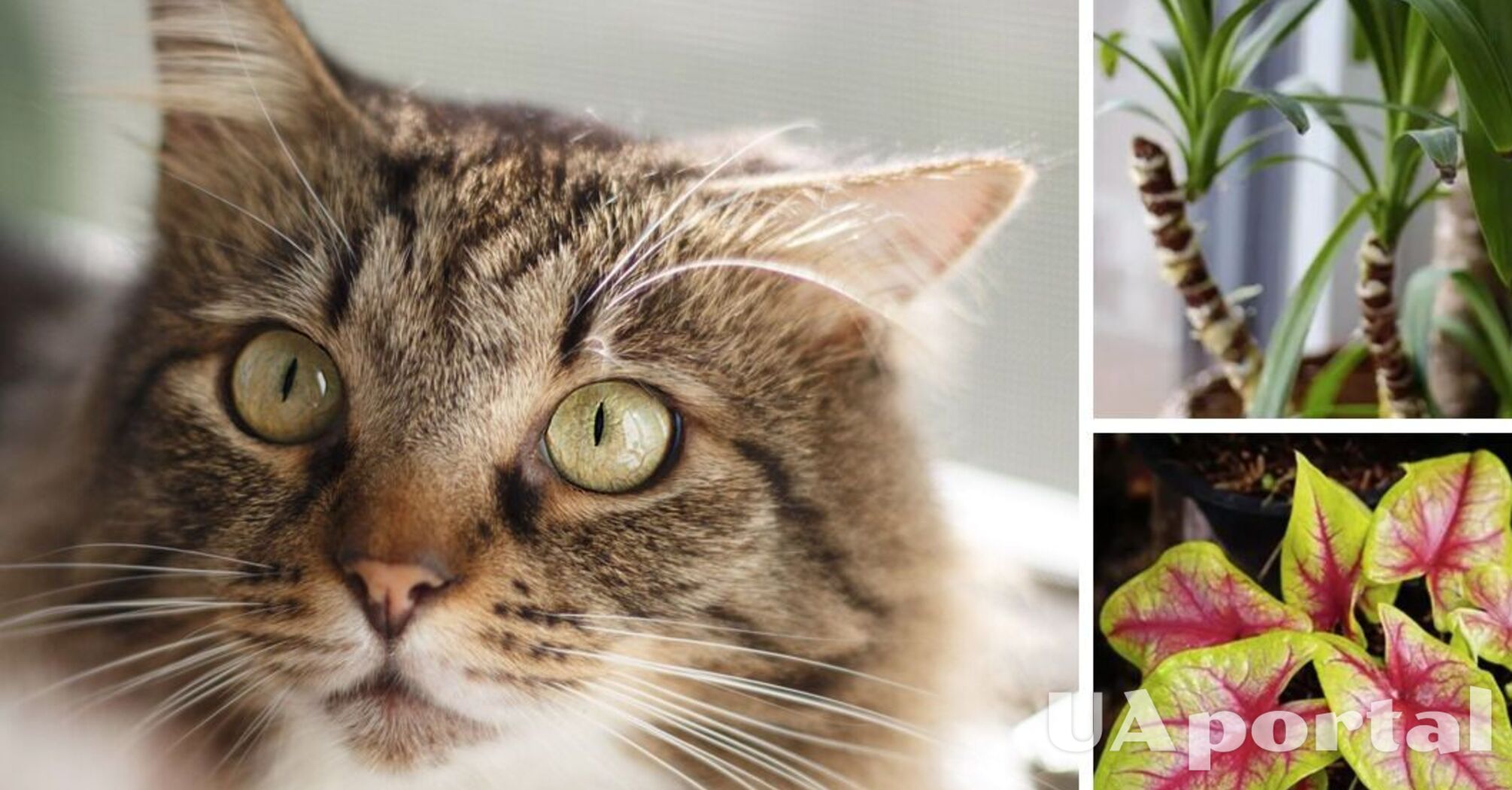  Отруйні рослини для котів - які вазони отруйні для котів