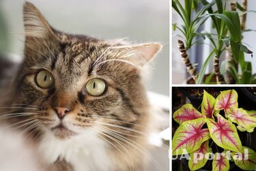 Ядовитые растения для кошек – какие вазоны ядовиты для кошек