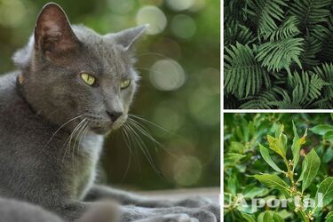 Отруйні рослини для котів - три рослини, які токсичні для тварин - що не можна садити біля дому