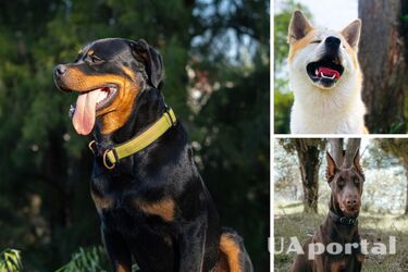 Які небезпечні породи собак - самі агресивні породи собак