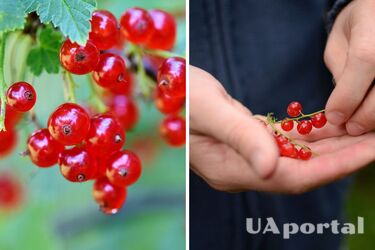 Gardeners named the main reasons why currants fall off