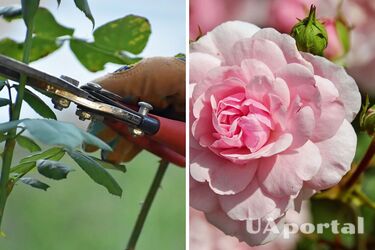 Садоводы назвали лучший способ обрезки роз, стимулирующий рост цветов