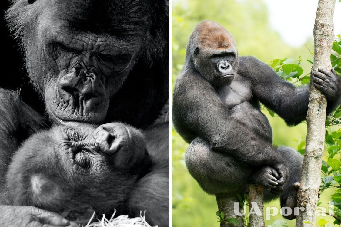 У зоопарку США 'самець' горили несподівано народив маля (фото)