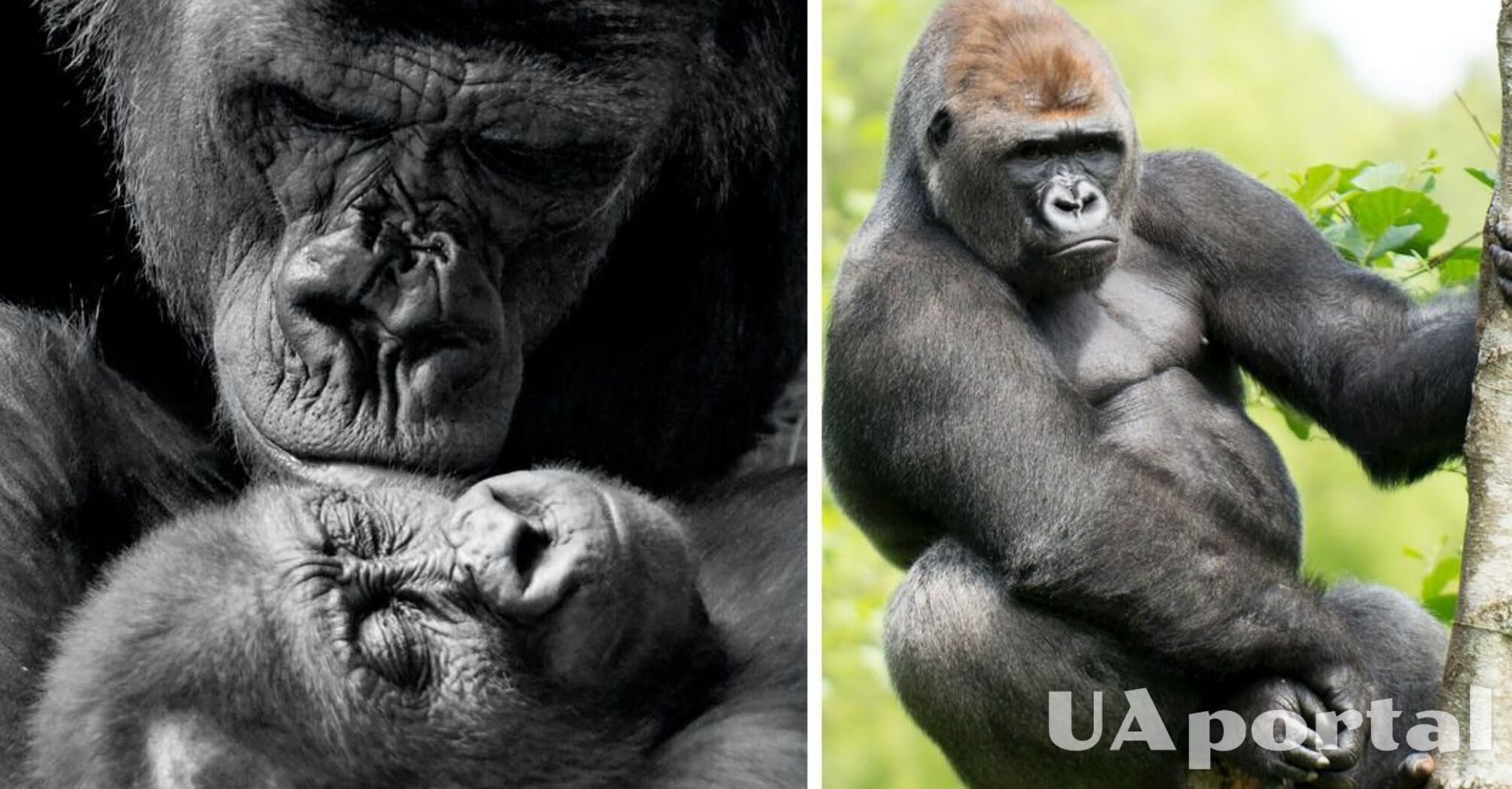 В зоопарке США 'самец' гориллы неожиданно родил малыша (фото)